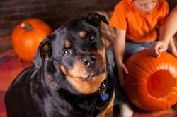 Why you probably shouldn’t take your dog trick or treating