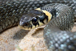Snakes and Their Senses: How They Navigate Their World