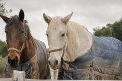 Should I Rug My Horse? When and How to Decide