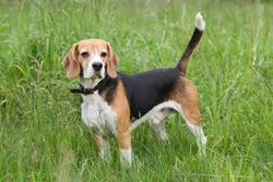 Steroid Responsive Meningitis-Arteritis in Dogs: Symptoms & Treatment