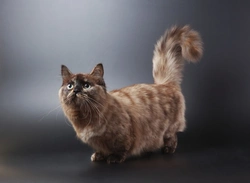 Miniature Cats: Understanding Types, Care, and Ethical Breeding