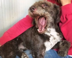 Adozioni cani: la storia di Zack, giovane incrocio di Lagotto