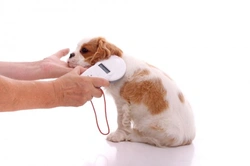 Should Dog Microchipping Be Compulsory? Benefits & Campaign