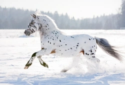 Appaloosa Coat Patterns Guide: Types, Traits & Genetic Risks