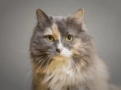 Los mejores gadgets inusuales para gatos en 2025