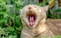 Recognising and Treating Dental Pain in Cats