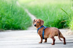 Collars, harnesses and leads: What you need for your dog