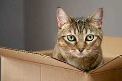 10 Non-Food Treats to Spoil Your Cat in 2025