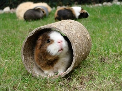 How to Keep Your Guinea Pig Entertained: 10 Best Tips