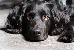 What Causes Hyperphosphatemia in Dogs? Causes & Symptoms