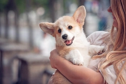 What to buy when getting a puppy