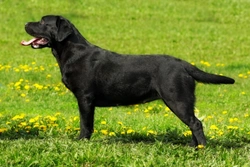Skeletal Dwarfism (SD2) Testing for Labrador Retrievers