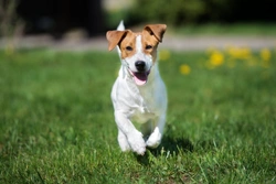 Severe combined immunodeficiency DNA testing for Jack Russell dogs