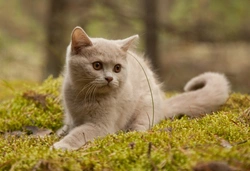 10 FAQs on Caring for Cats: Expert Tips & Advice