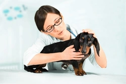 Edema pulmonar en perros: causas, síntomas y tratamiento