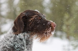 German Wirehaired Pointer Health and Lifespan Guide