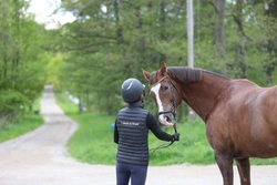 Säker hästhantering med tydliga rutiner och ledarskap