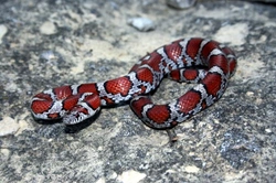 Keeping a Pet Milk Snake: Complete Care Guide