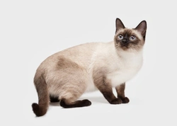 Guía de genética felina: patrones y apareamientos