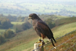 Guide to Beginning Falconry: How to Start and Care for Hawks