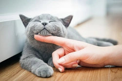 Infecciones y enfermedades comunes que puedes transmitir tu gato