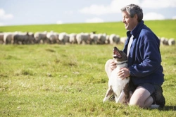 Training a Sheepdog: The Complete Step-by-Step Guide