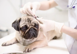 Ear Surgery in Dogs: A 2025 UK Guide to Procedures and Care
