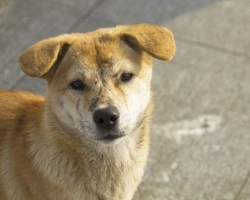 Associazioni animali: 6 Orme ODV