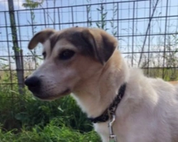 Adozioni cani: la storia di Amalia, cane dolce che aspetta una casa