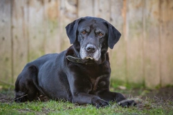 Should you worry about tumours and your aging dog?