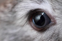 Red Eye in Rabbits: Causes, Symptoms & Care Guide