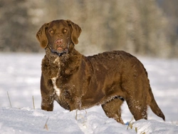 Ectodermal dysplasia health testing for Chesapeake Bay Retriever
