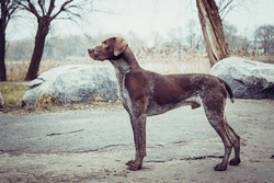 Junctional Epidermolysis Bullosa in German Shorthaired Pointers