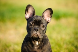 French Bulldog Accepted and Rare Colours Explained