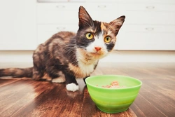 Ten FAQs on Feeding a Cat: Expert Answers for Healthy Cats