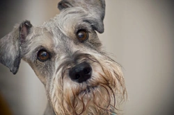 Doge Acne: Causes, Treatment & Skin Care for Dogs