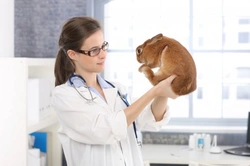 Encephalitozoon Cuniculi in Rabbits: Symptoms, Diagnosis & Treatment