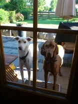 How to stop your dog jumping at glass doors