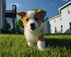 Cuccioli di cane in regalo in città a Roma, Milano e Torino