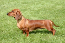 Dachshund FAQs: Lifespan, Cost & Care in 2025