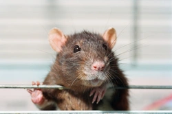 How to Spot If Your Pet Rat Is Too Hot or Too Cold