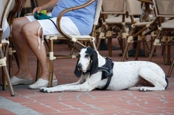 Dog Friendly Restaurants & Eateries in London: Top Picks 2025