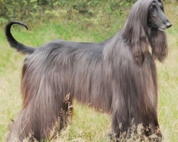 I Levrieri, essenza di grazia, eleganza e caratteristiche particolari