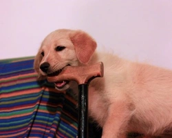 I cani adatti alle persone anziane