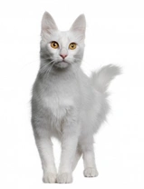 White Cats and Deafness: Understanding the Risks and Care