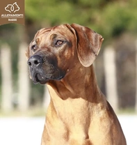 Il Rhodesian Ridgeback e i bambini