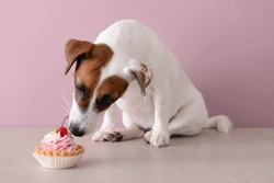 5 Things You Shouldn’t Do to Celebrate Your Dog’s Birthday