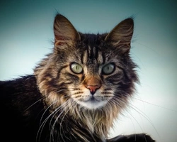 Gatto Maine Coon, a che prezzo si trova in Italia?