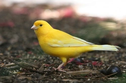 Common Illnesses in Canaries: Identification and Care