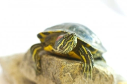 Species of Turtle: A Guide to Popular Pet Turtles